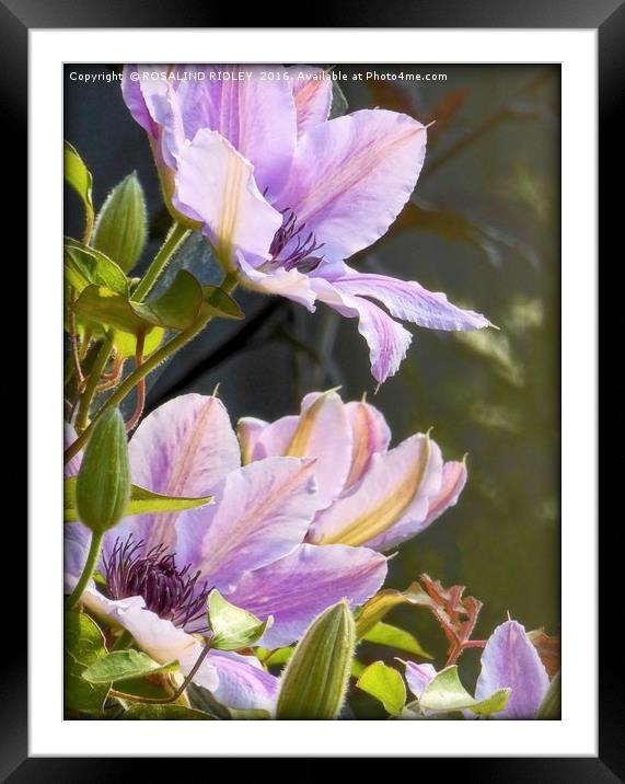 "CLEMATIS IN THE SUNSHINE" Framed Mounted Print by ROS RIDLEY