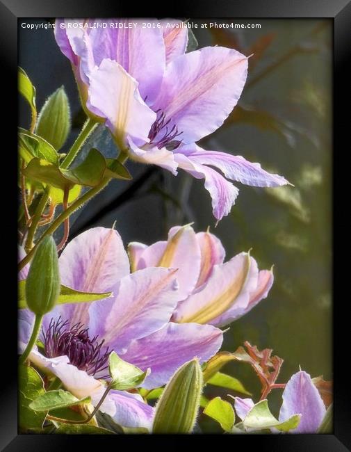 "CLEMATIS IN THE SUNSHINE" Framed Print by ROS RIDLEY