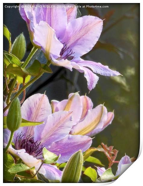 "CLEMATIS IN THE SUNSHINE" Print by ROS RIDLEY