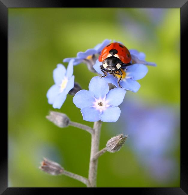 Forget-me-not Ladybird Framed Print by Iain Leadley