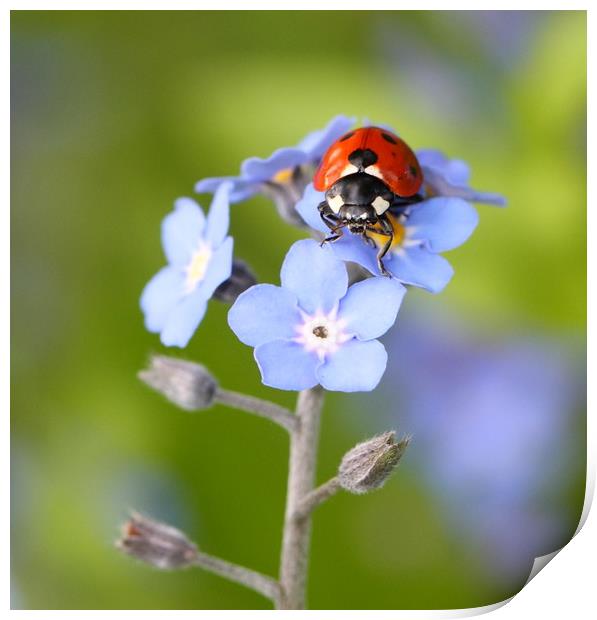 Forget-me-not Ladybird Print by Iain Leadley