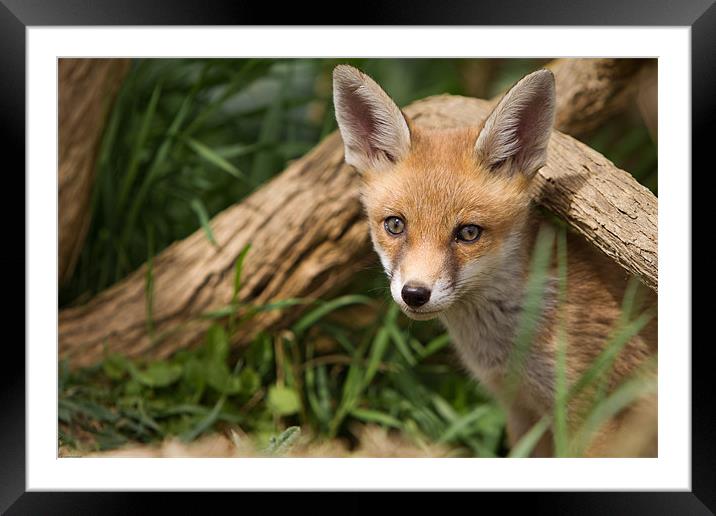 Fox Cub Framed Mounted Print by Simon Wrigglesworth