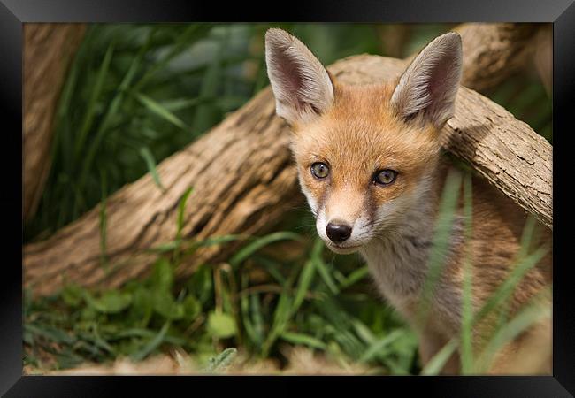 Fox Cub Framed Print by Simon Wrigglesworth