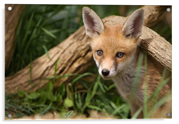 Fox Cub Acrylic by Simon Wrigglesworth