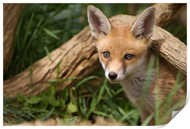 Fox Cub Print by Simon Wrigglesworth