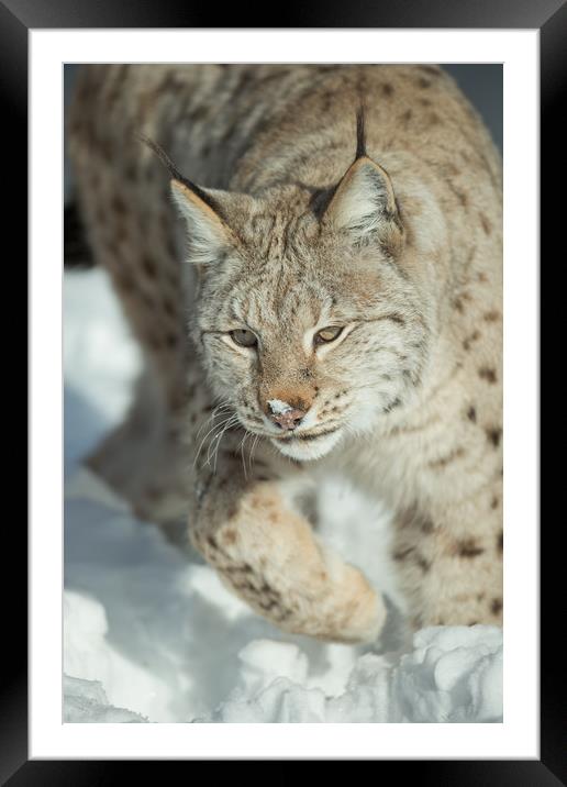 A Eurasian Lynx in Snow Framed Mounted Print by Natures' Canvas: Wall Art  & Prints by Andy Astbury