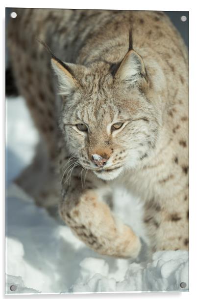 A Eurasian Lynx in Snow Acrylic by Natures' Canvas: Wall Art  & Prints by Andy Astbury