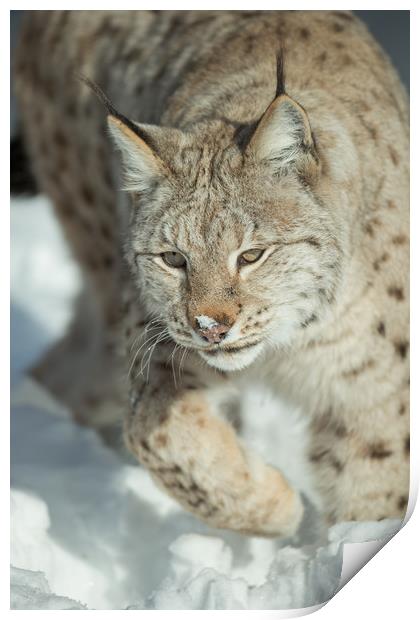 A Eurasian Lynx in Snow Print by Natures' Canvas: Wall Art  & Prints by Andy Astbury