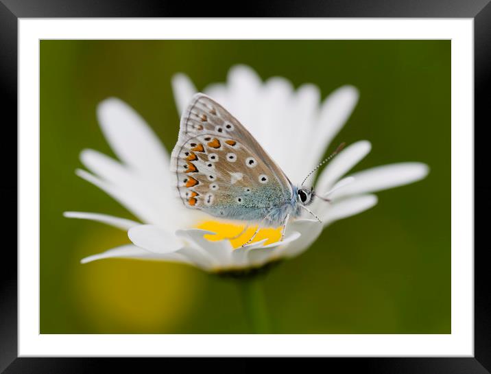 Common blue on daisy Framed Mounted Print by Iain Leadley