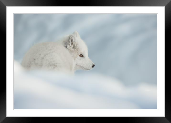 An Arctic Fox in Snow. Framed Mounted Print by Natures' Canvas: Wall Art  & Prints by Andy Astbury