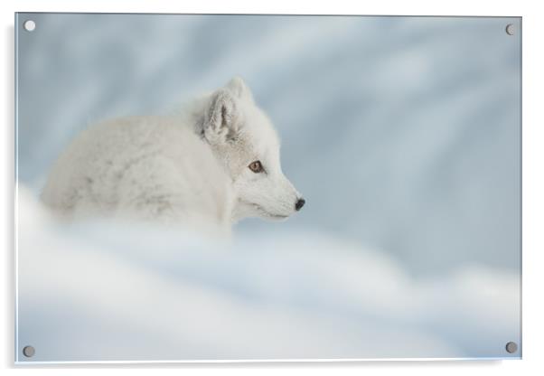 An Arctic Fox in Snow. Acrylic by Natures' Canvas: Wall Art  & Prints by Andy Astbury