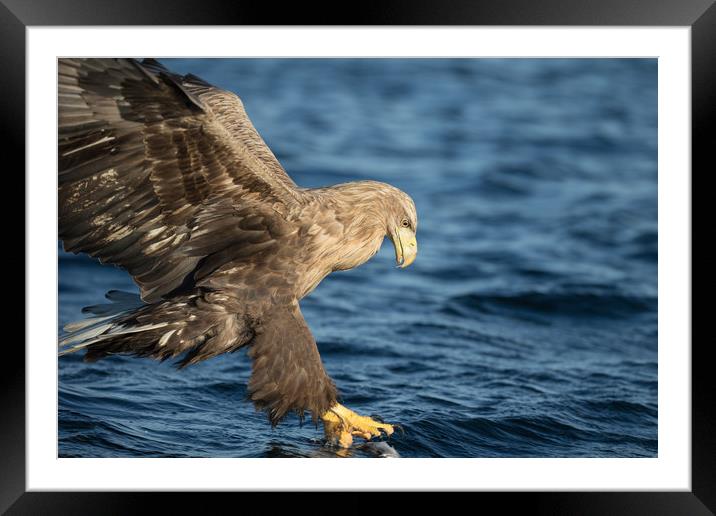 White-tailed Eagle Hunting Framed Mounted Print by Natures' Canvas: Wall Art  & Prints by Andy Astbury