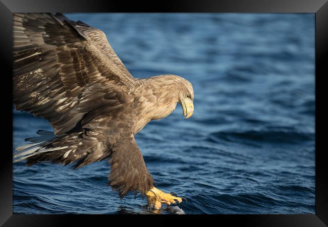 White-tailed Eagle Hunting Framed Print by Natures' Canvas: Wall Art  & Prints by Andy Astbury