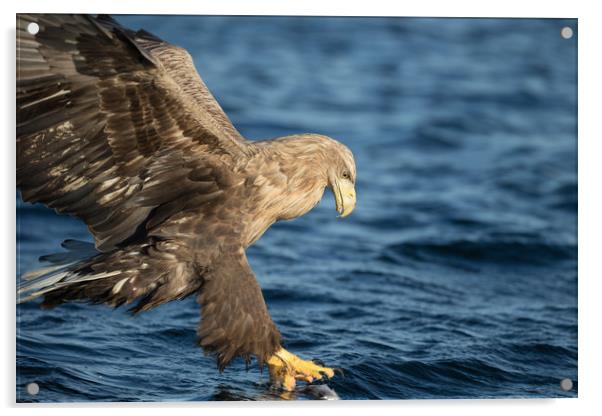 White-tailed Eagle Hunting Acrylic by Natures' Canvas: Wall Art  & Prints by Andy Astbury