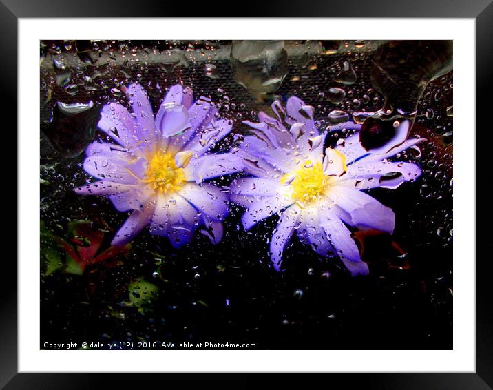 wet n wild flora  Framed Mounted Print by dale rys (LP)