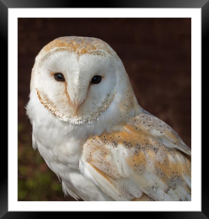 Beautiful Barn Owl Framed Mounted Print by Joyce Storey
