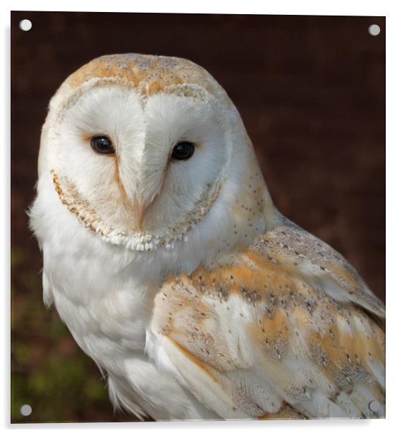 Beautiful Barn Owl Acrylic by Joyce Storey