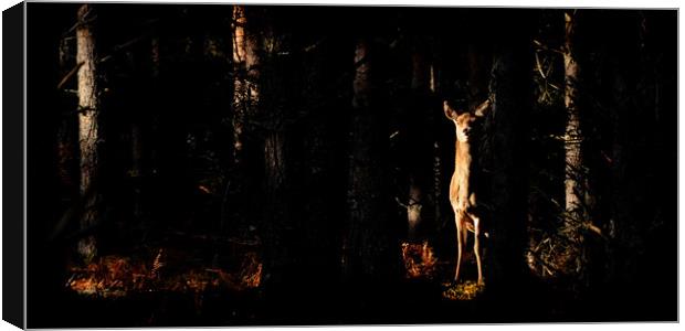 Red Deer in the Woods Canvas Print by Macrae Images