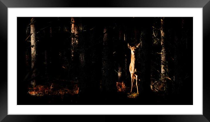 Red Deer in the Woods Framed Mounted Print by Macrae Images