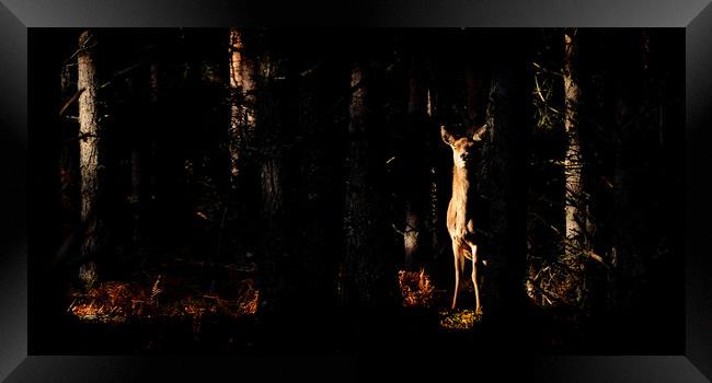 Red Deer in the Woods Framed Print by Macrae Images