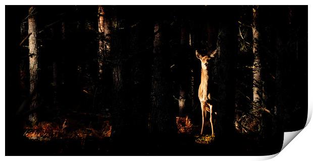 Red Deer in the Woods Print by Macrae Images