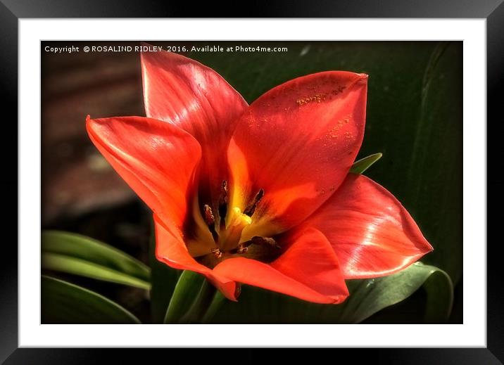 "RED TULIP" Framed Mounted Print by ROS RIDLEY