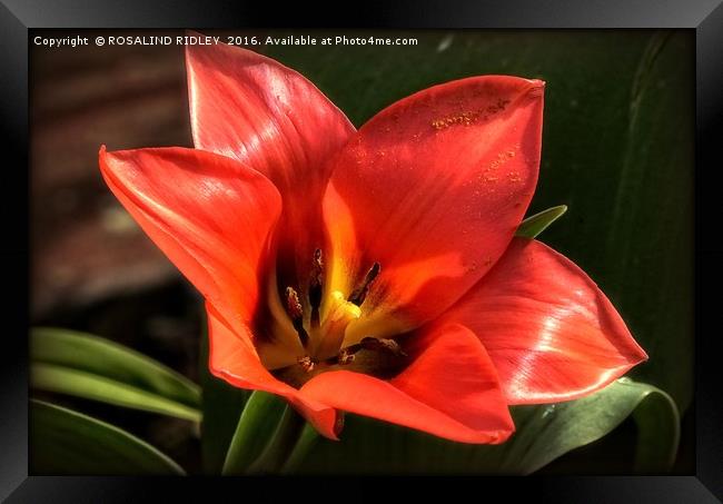 "RED TULIP" Framed Print by ROS RIDLEY