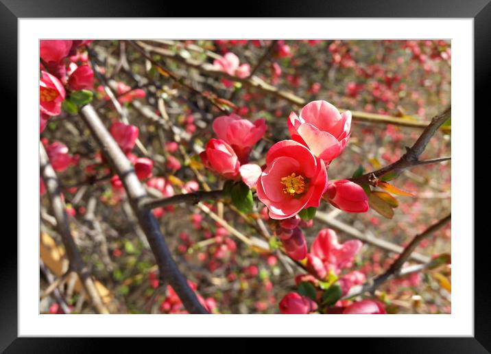 red in spring Framed Mounted Print by Marinela Feier