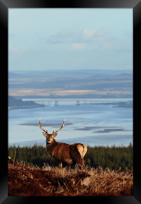Stag Overlooking the Beauly Firth and Inverness Framed Print by Macrae Images