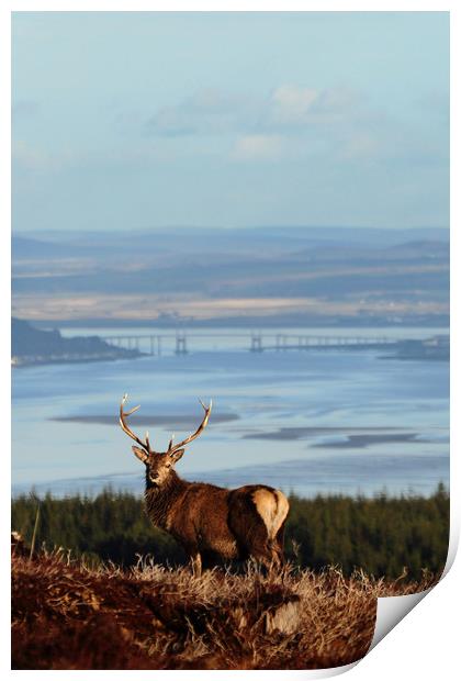 Stag Overlooking the Beauly Firth and Inverness Print by Macrae Images