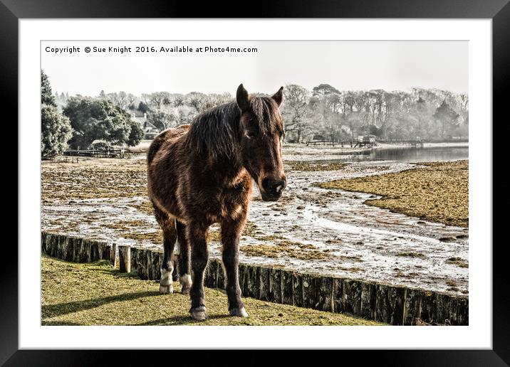 New Forest pony stood by the Beaulieu River Framed Mounted Print by Sue Knight