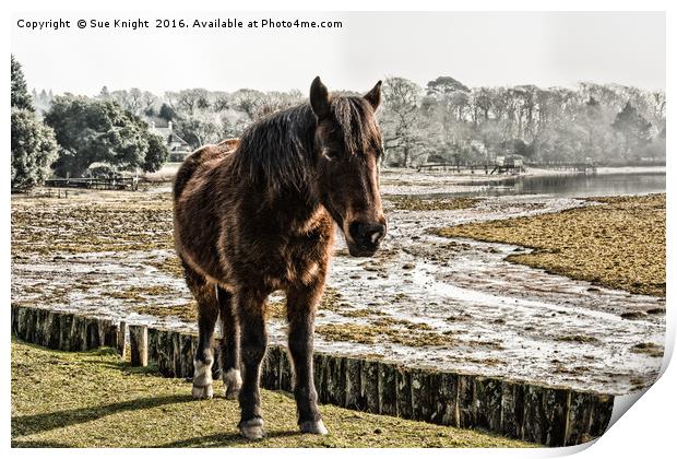 New Forest pony stood by the Beaulieu River Print by Sue Knight