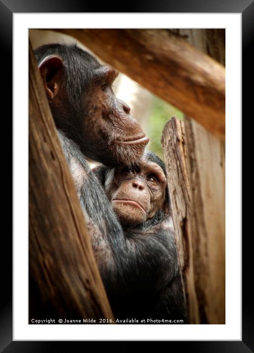  Chimpanzee Love Framed Mounted Print by Joanne Wilde