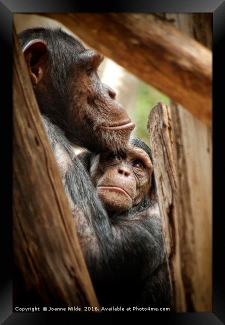  Chimpanzee Love Framed Print by Joanne Wilde