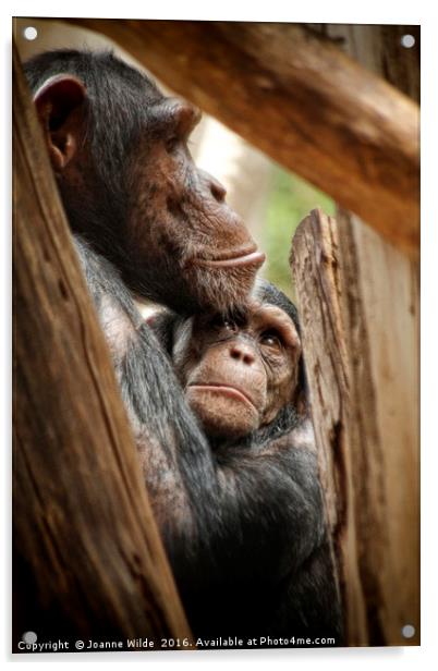  Chimpanzee Love Acrylic by Joanne Wilde