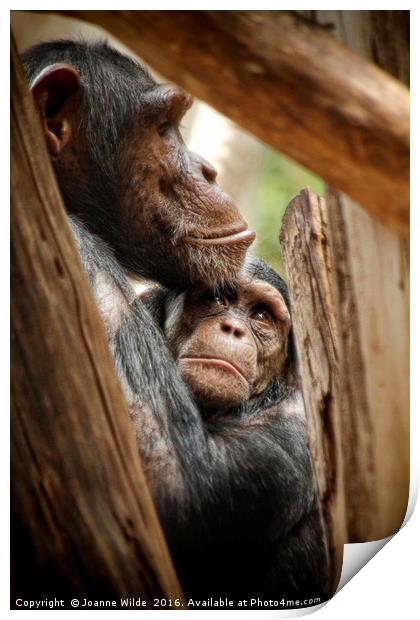  Chimpanzee Love Print by Joanne Wilde