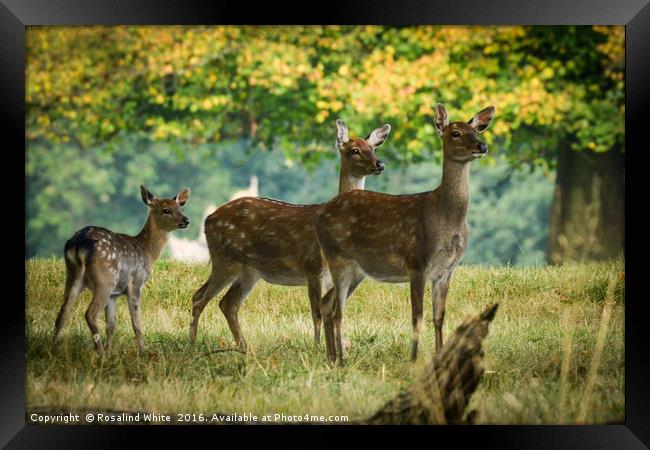 Deer Oh Deer Framed Print by Rosalind White