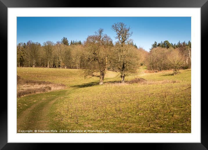 Into the woods at felbrigg Framed Mounted Print by Stephen Mole