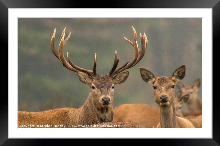 Studley Royal Stags  Framed Mounted Print by Stephen Huntley
