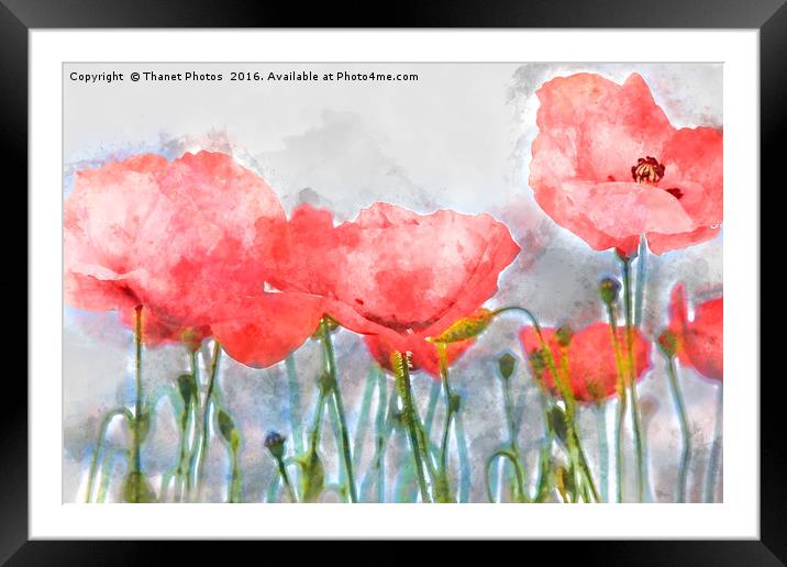Poppy's in water colour Framed Mounted Print by Thanet Photos