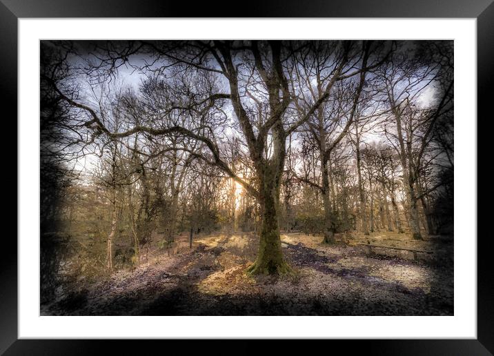 Early Morning Forest Art Framed Mounted Print by David Pyatt