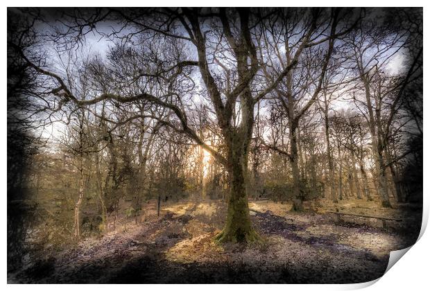 Early Morning Forest Art Print by David Pyatt