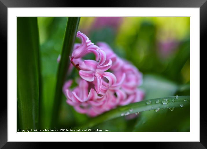 Hyacinth delight Framed Mounted Print by Sara Melhuish