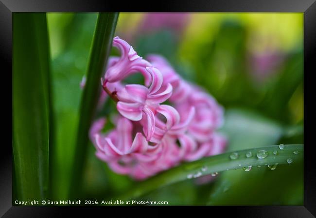Hyacinth delight Framed Print by Sara Melhuish