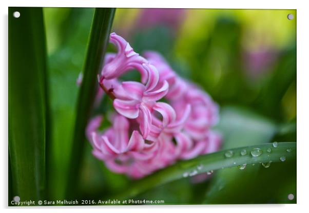 Hyacinth delight Acrylic by Sara Melhuish