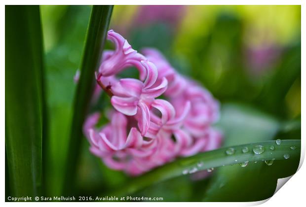 Hyacinth delight Print by Sara Melhuish