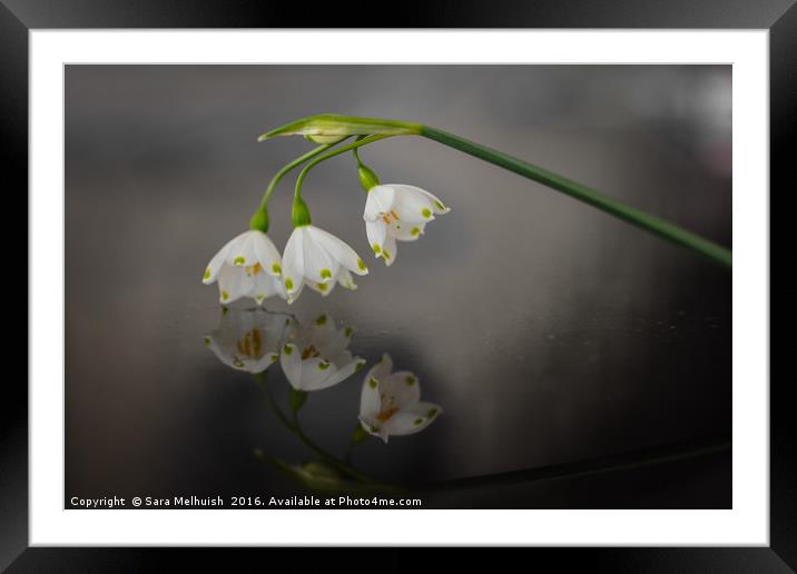 mirrored snowdrops Framed Mounted Print by Sara Melhuish