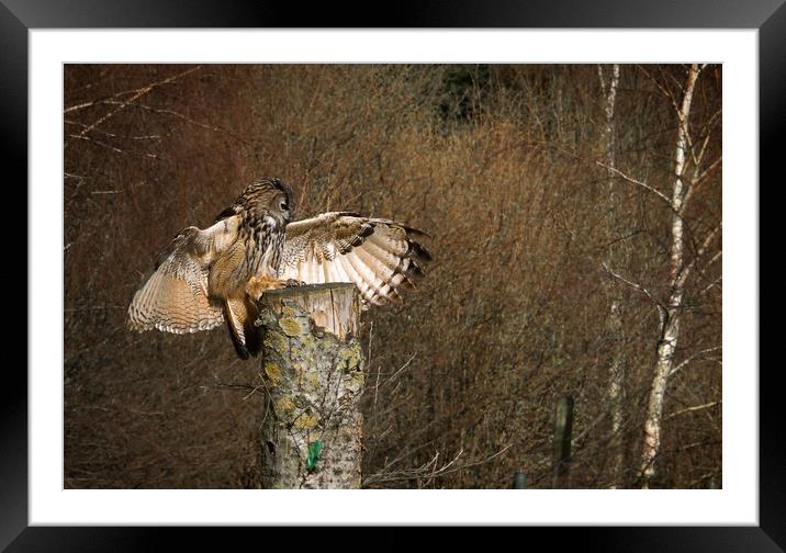 European Eagle Owl Framed Mounted Print by Paul Holman Photography