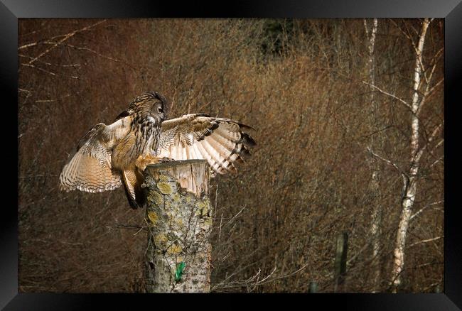 European Eagle Owl Framed Print by Paul Holman Photography