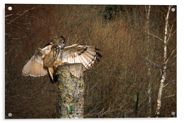 European Eagle Owl Acrylic by Paul Holman Photography